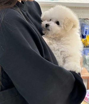 푸들 분양후기 [24.10.10]