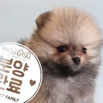 포메라니안 ♀ 7.11 분양완료