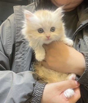 먼치킨 분양후기 [24.5.21]