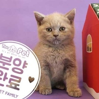 브리티쉬숏헤어 ♀ 10.20 분양완료