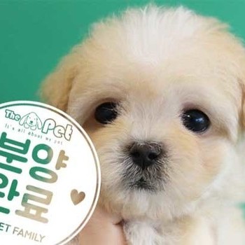 말티푸 ♂ 10.04 분양완료