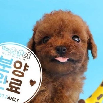 푸들 ♂ 2.23 분양완료
