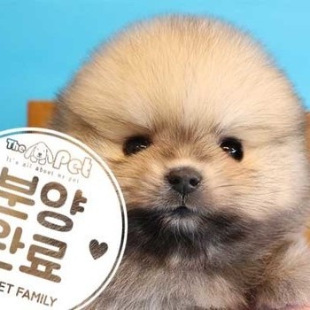 포메라니안 ♂ 1.21 분양완료