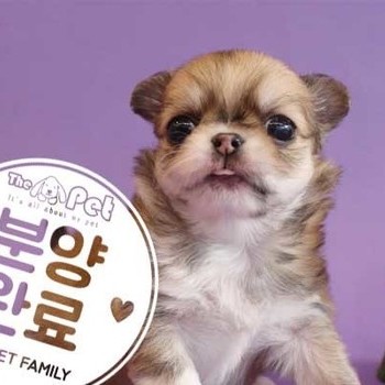 단모치와와 ♀ 9.24 분양완료