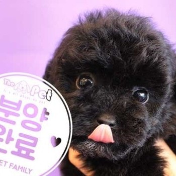  푸들 ♂ 10.9 분양완료