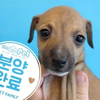  이탈리안그레이하운드 ♀ 8.9 분양완료
