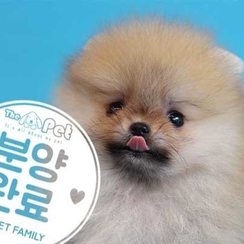포메라니안 ♂ 8.13 분양완료