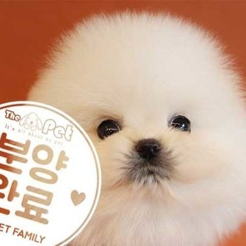 포메라니안 ♂ 6.28 분양완료