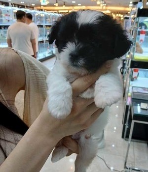 추숑 분양후기 [24.10.5]