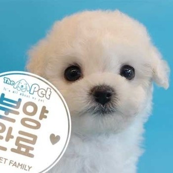 비숑프리제 ♀ 3.8 분양완료