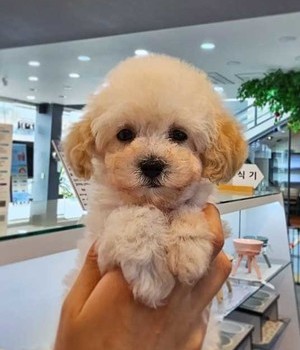 푸들 분양후기/중리점 [24.4.12]