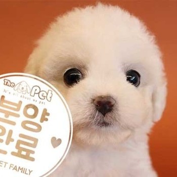 비숑프리제 ♀ 4.7 분양완료