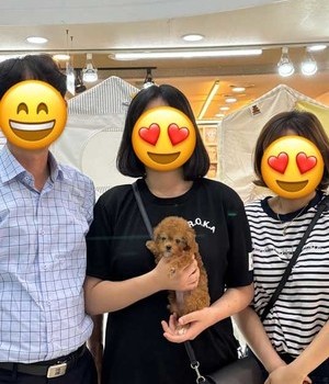 푸들 분양후기 [24.5.24]