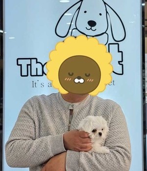 말티즈 분양후기/중리점 [24.4.16]