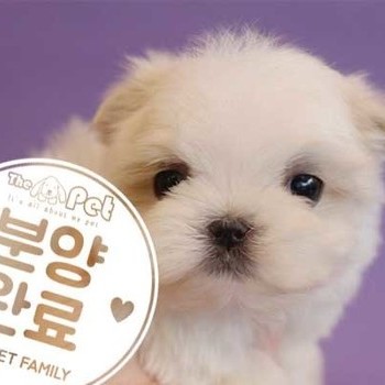 몰키♂ 9.20 분양완료