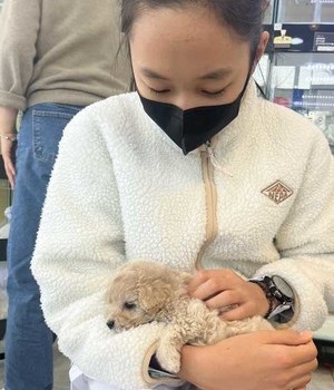 푸들 분양후기 [24.1.16]