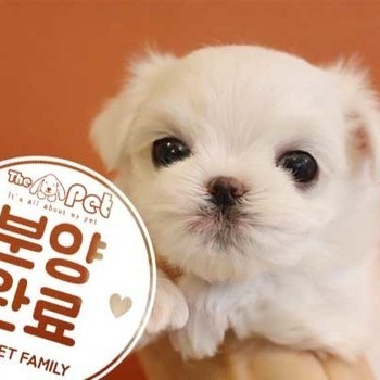말티즈 ♂ 11.28 분양완료