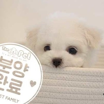 말티숑 ♂ 01.17분양완료