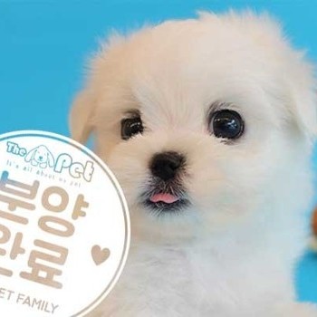 말티즈 ♂ 6.1 분양완료