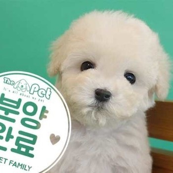 푸들 ♂ 2.17 분양완료