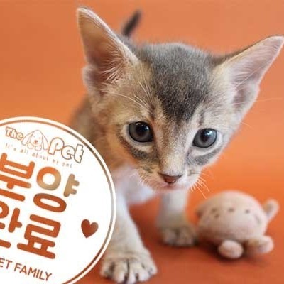  아비시니안 ♂ 3.22 분양완료