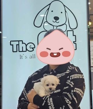 비숑프리제 분양후기/중리점 [24.10.23]