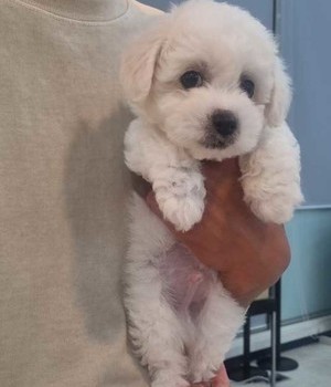 비숑프리제 분양후기 [24.6.7]