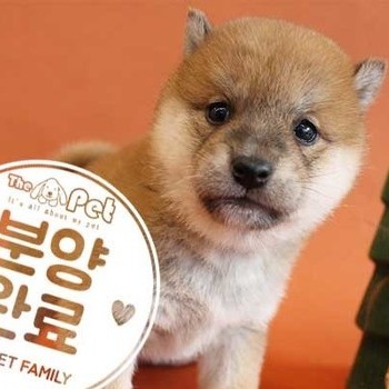 시바이누 ♀ 9.10 분양완료