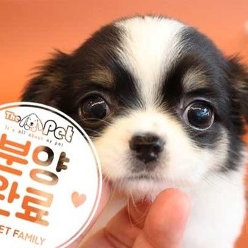 장모치와와 ♂ 5.9 분양완료