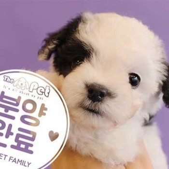 푸들 ♂ 9.20 분양완료
