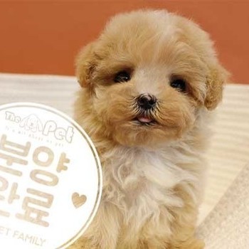 말티푸 ♀ 5.15 분양완료