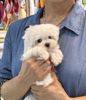 말티즈 분양후기 [24.9.11]
