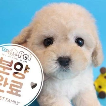 푸들 ♂ 2.23 분양완료
