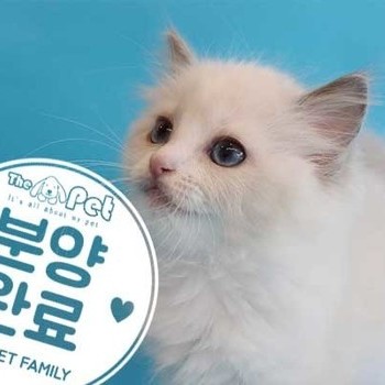 랙돌 ♀ 4.17 분양완료