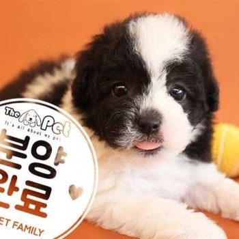 푸들 ♀ 3.22 분양완료