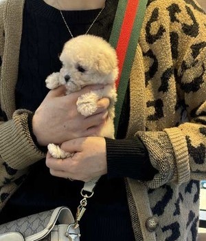 푸들 분양후기 [24.11.17]