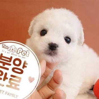 비숑프리제 ♀ 10.27 분양완료
