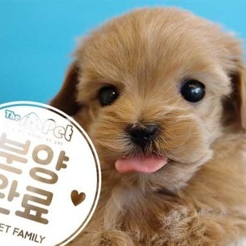 말티푸 ♀ 12.28 분양완료