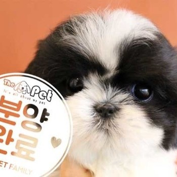 시츄 ♀ 12.15 분양완료