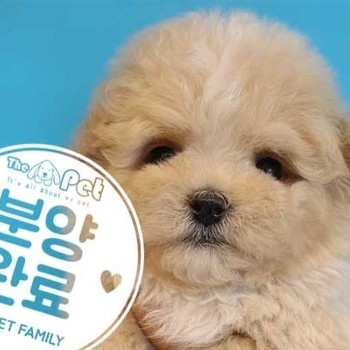 말티푸 ♀ 5.23 분양완료