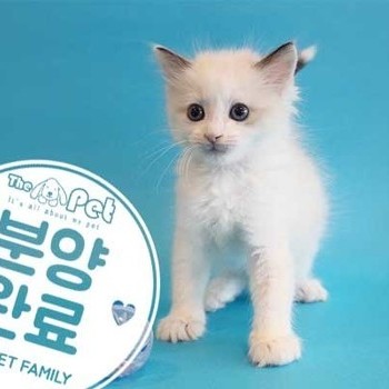 랙돌 ♂ 12.04 분양완료
