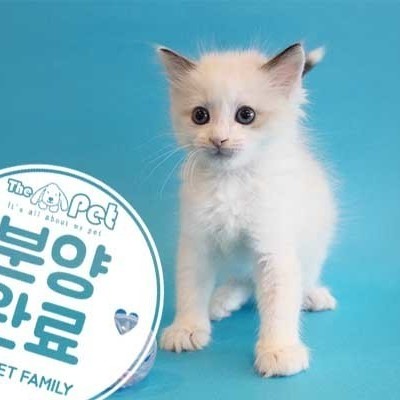 랙돌 ♂ 12.04 분양완료