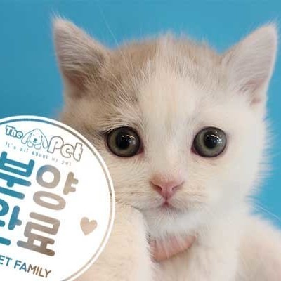 먼치킨 ♂ 2.24 분양완료
