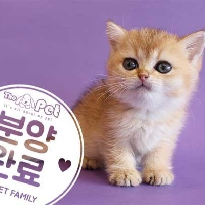 브리티쉬숏헤어 ♀ 10.14 분양완료