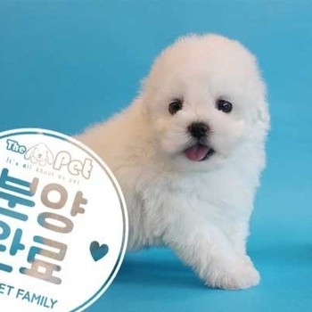 비숑프리제 ♂ 3.9 분양완료