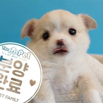 장모치와와 ♂ 12.07 분양완료