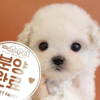 말티푸 ♀ 10.28 분양완료