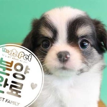 장모치와와 ♂ 2.10 분양완료