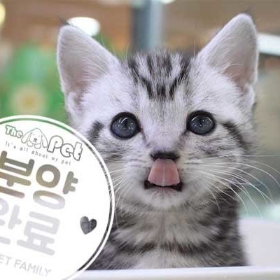 아메리칸숏헤어 ♀ 12.19 분양완료