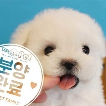 비숑프리제 ♂ 1.28 분양완료
